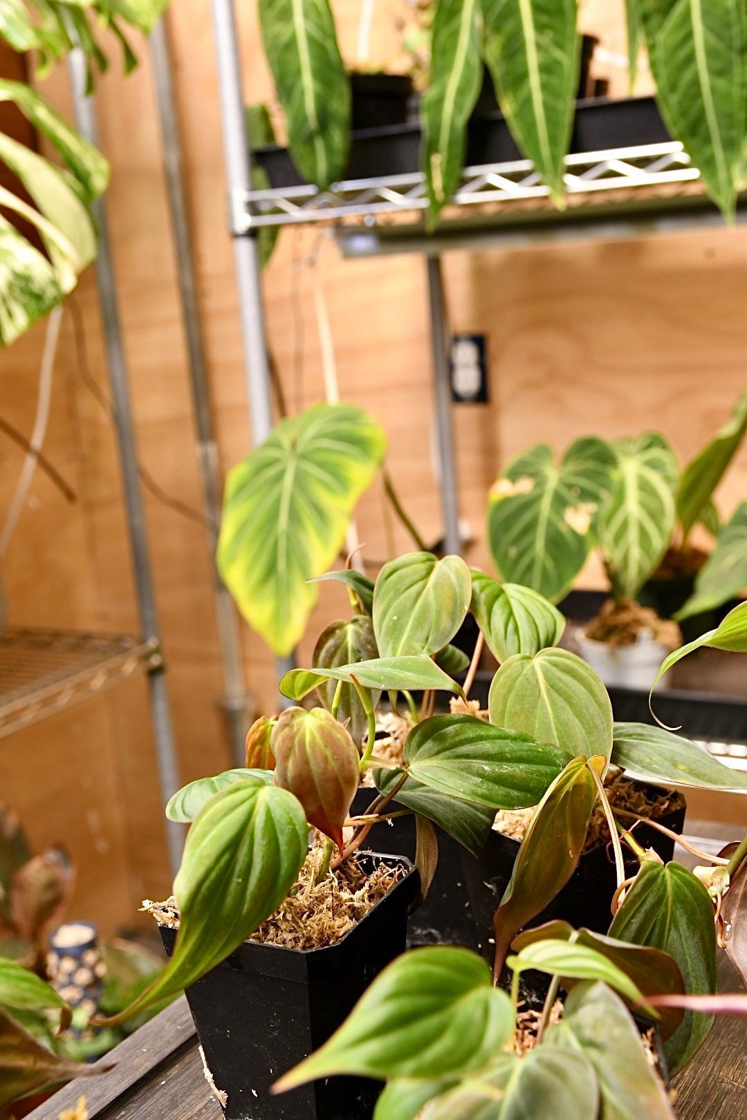 Philodendron Micans