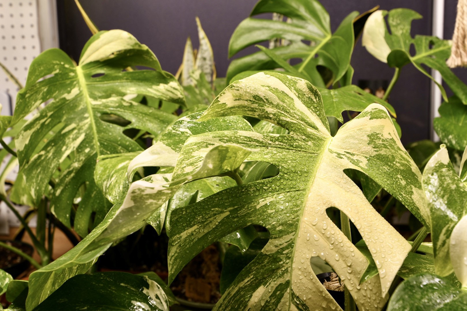 5 leaf monstera albo Monstera Albo