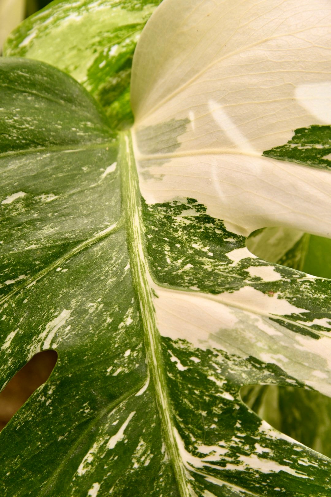 5 leaf monstera albo Monstera Albo