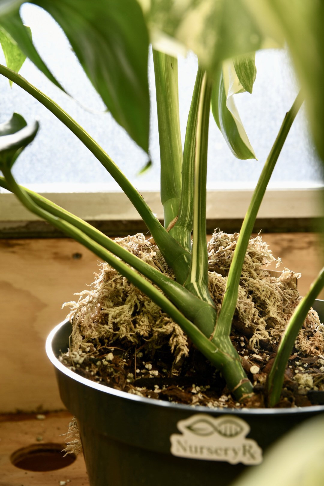 monstera albo starter plant Monstera Albo