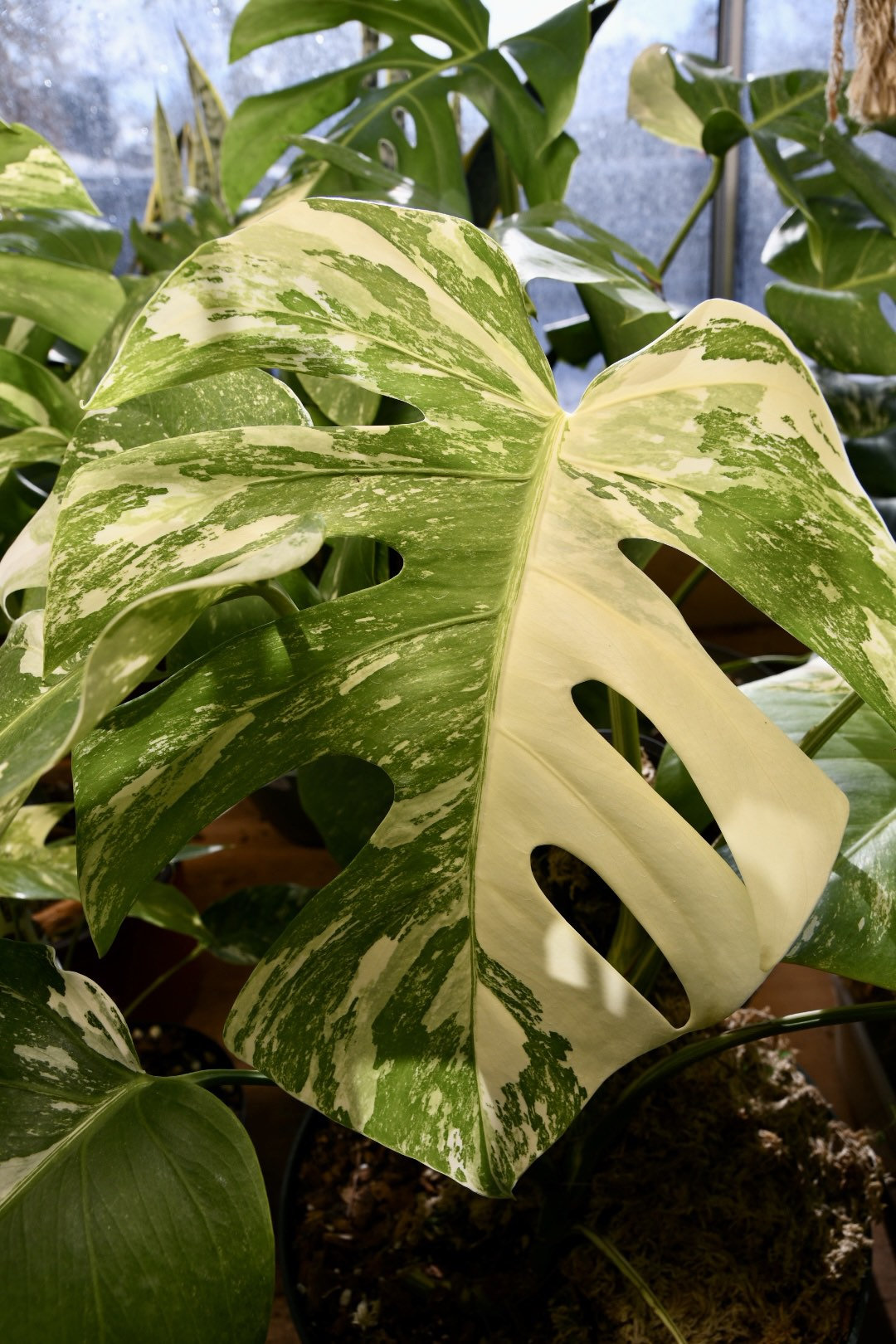 Monstera Albo