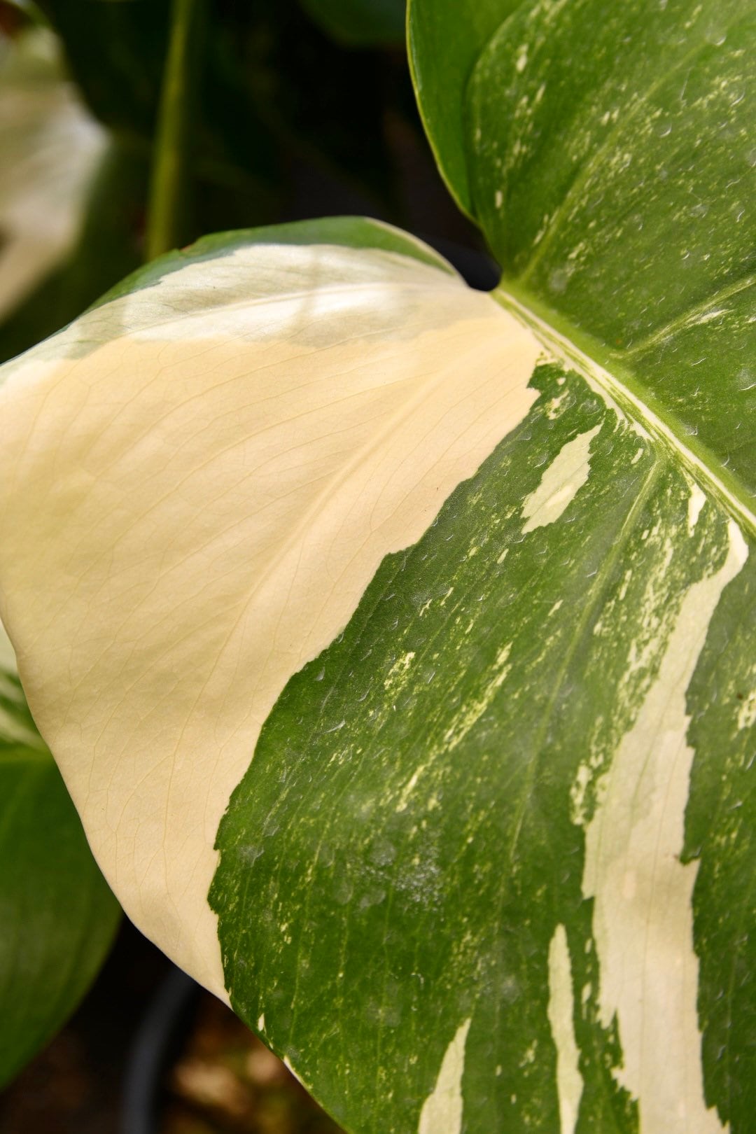 Monstera Albo