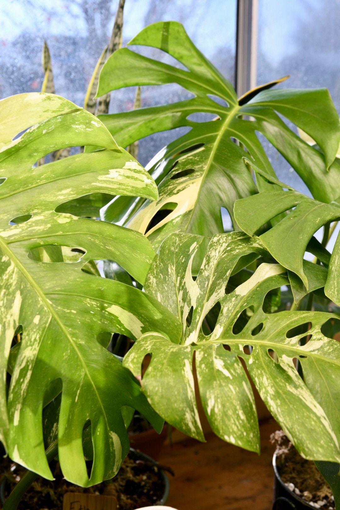 Monstera Albo