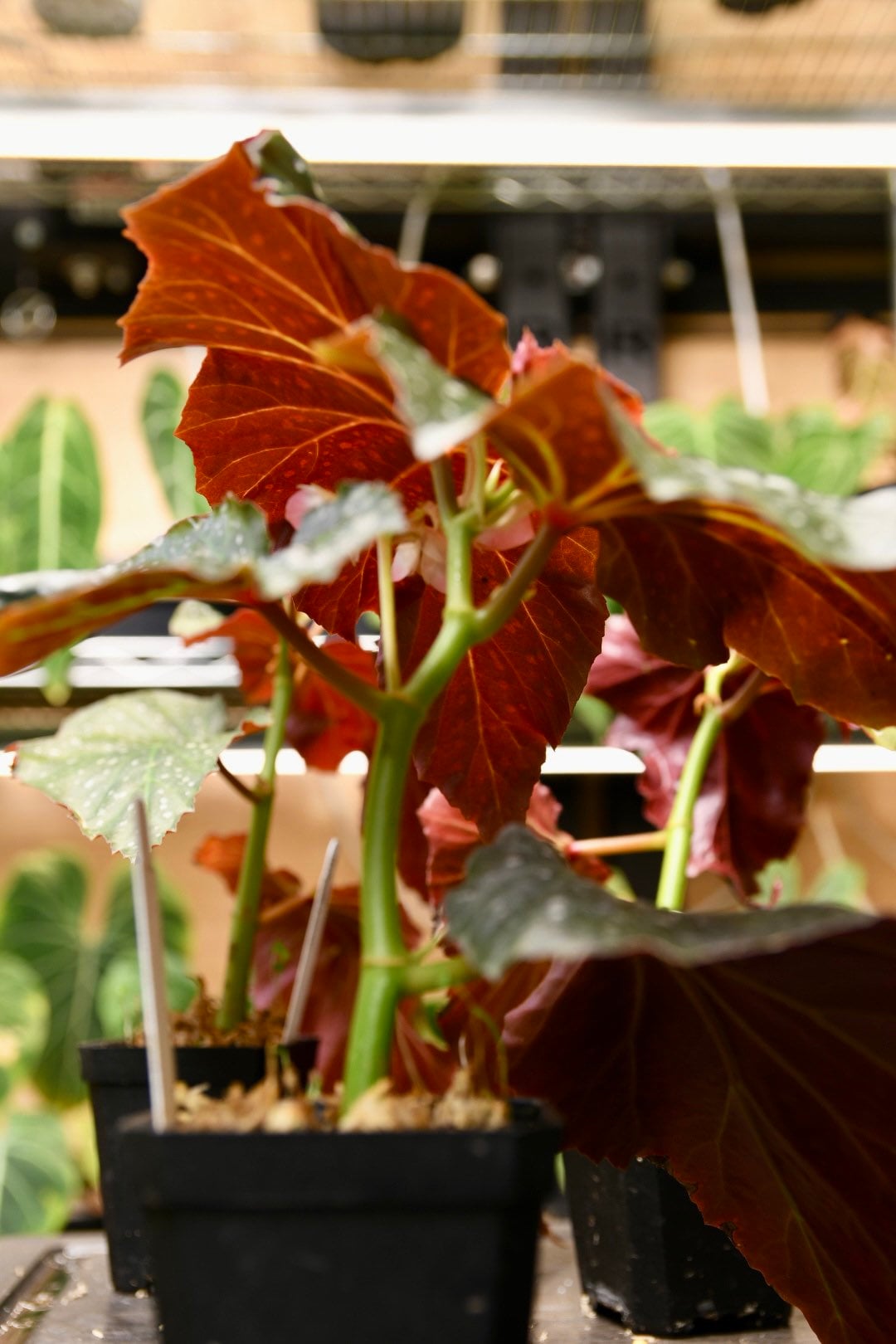 Begonia Dream Lover