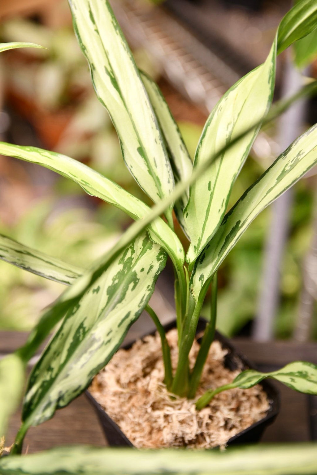 Aglaonema Cutlass Chinese Evergreen Narrow Leaf