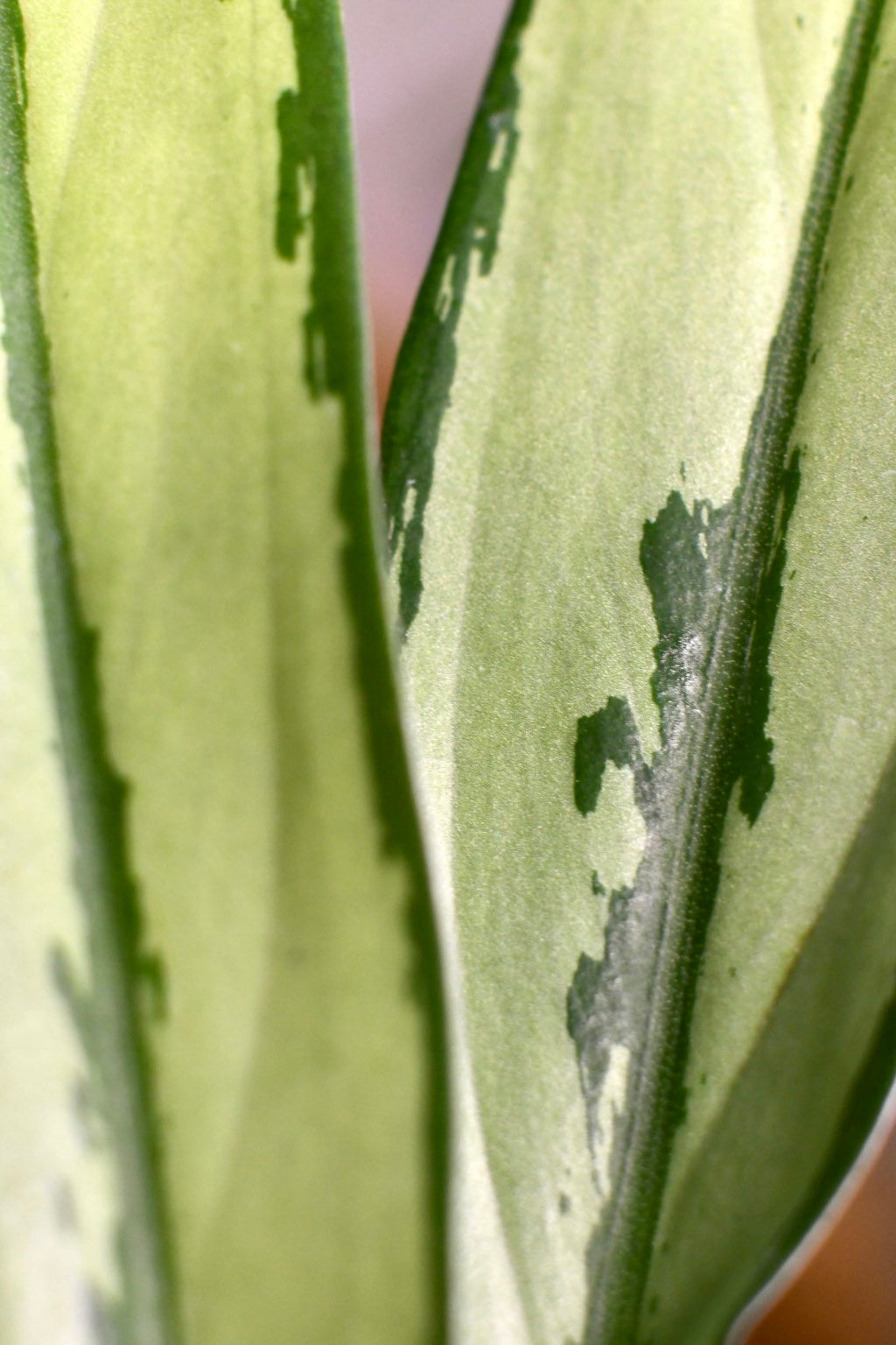 Aglaonema Cutlass Chinese Evergreen Narrow Leaf
