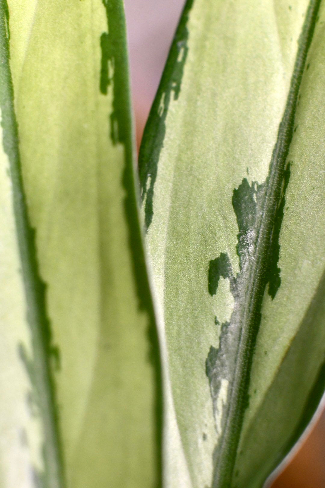 Aglaonema Cutlass Chinese Evergreen Narrow Leaf