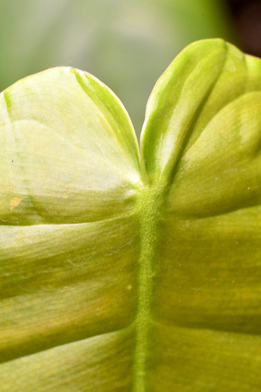 Philodendron Esmeraldense