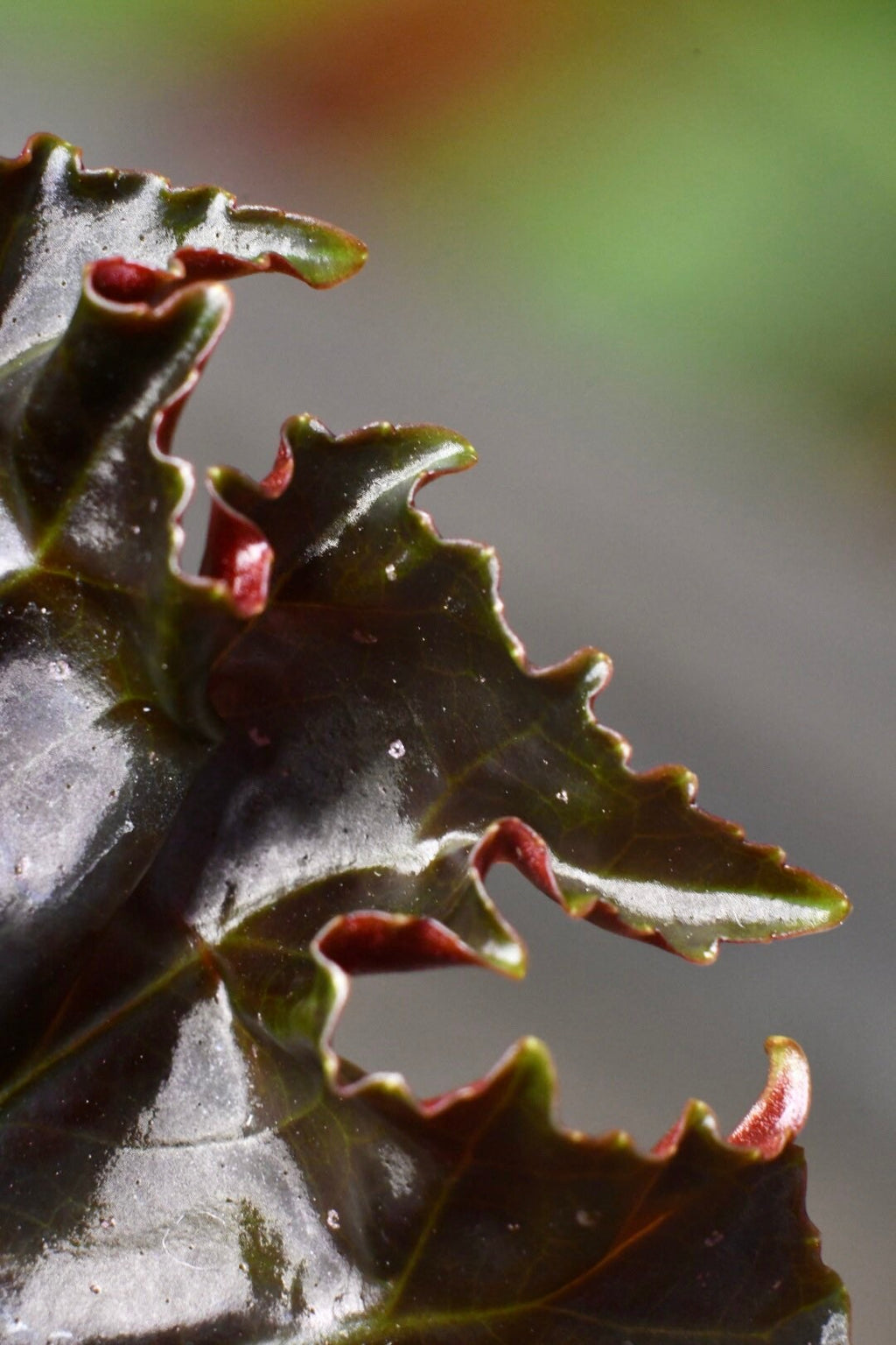 Begonia Flo Belle Moseley