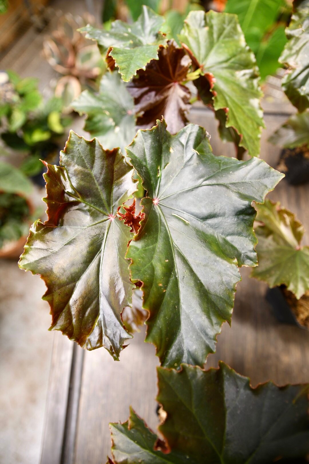 Begonia Flo Belle Moseley