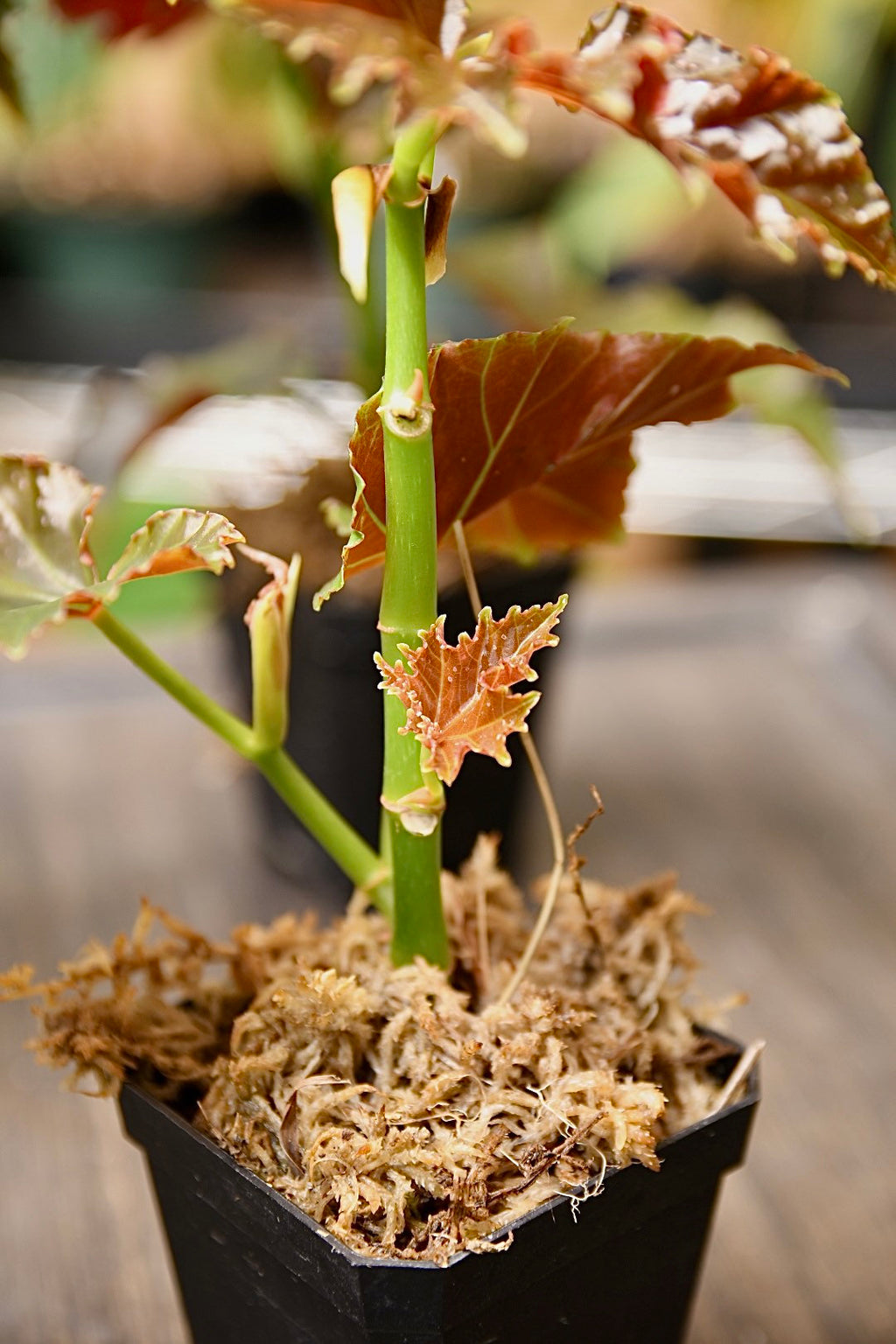 Begonia Flo Belle Moseley