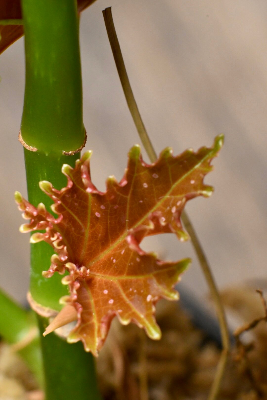 Begonia Flo Belle Moseley