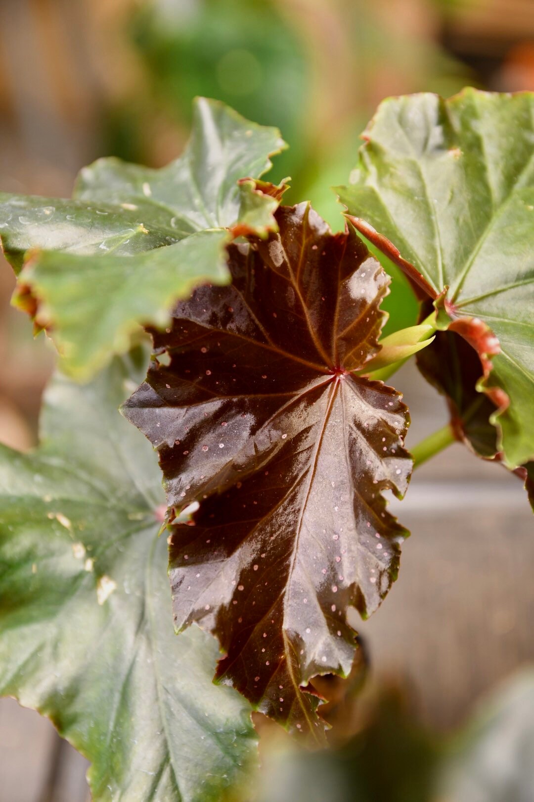 Begonia Flo Belle Moseley