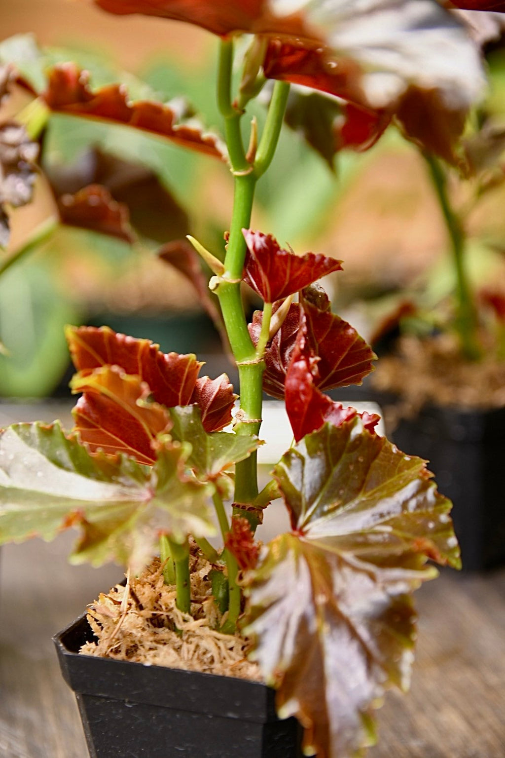 Begonia Flo Belle Moseley