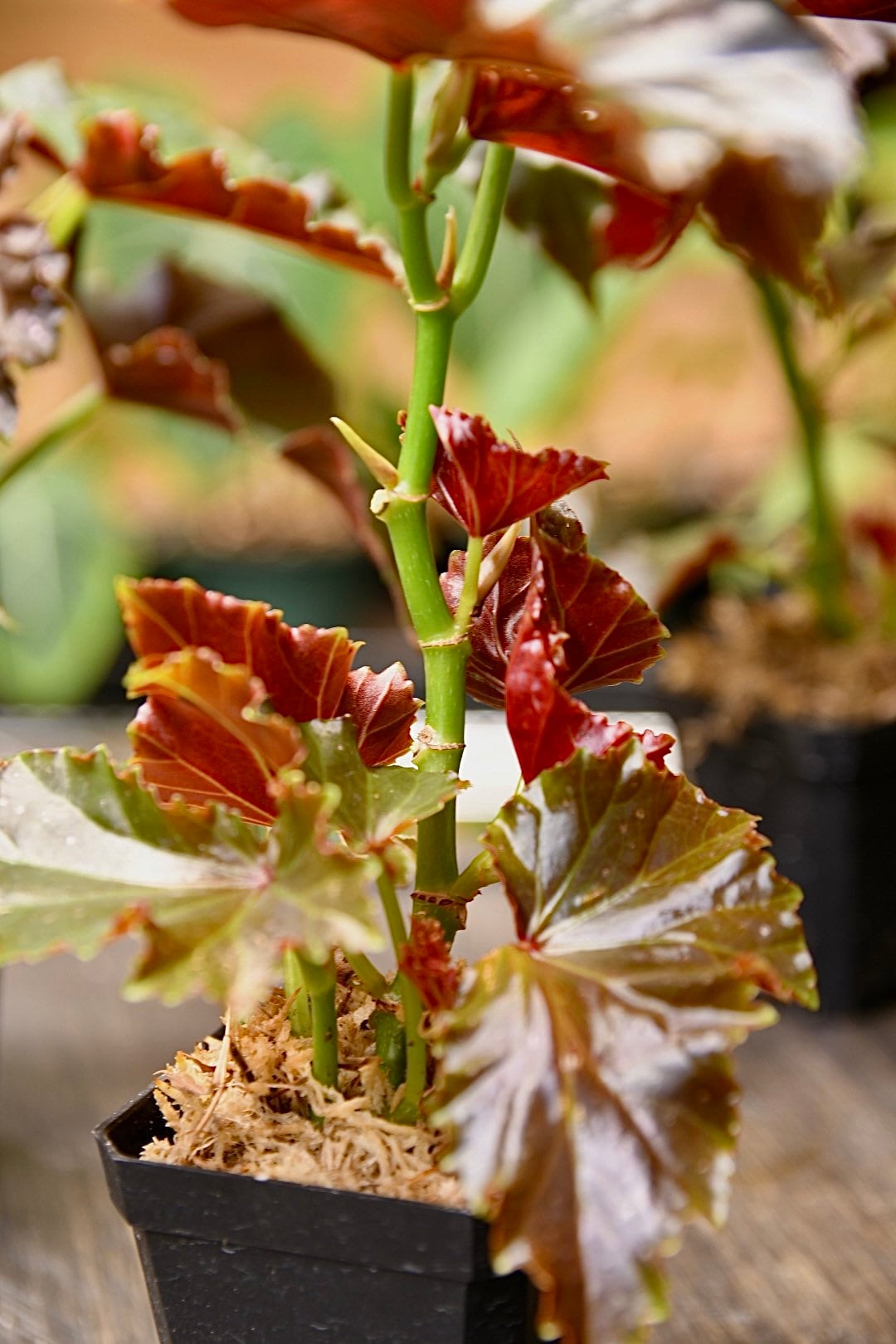 Begonia Flo Belle Moseley