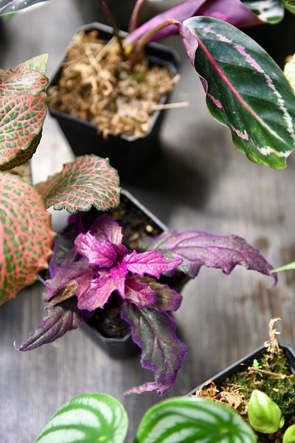Pet Friendly Houseplant Bundle