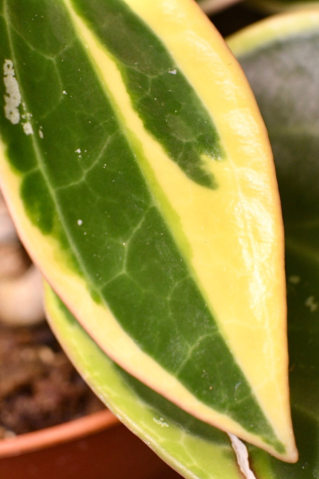Hoya Macrophylla