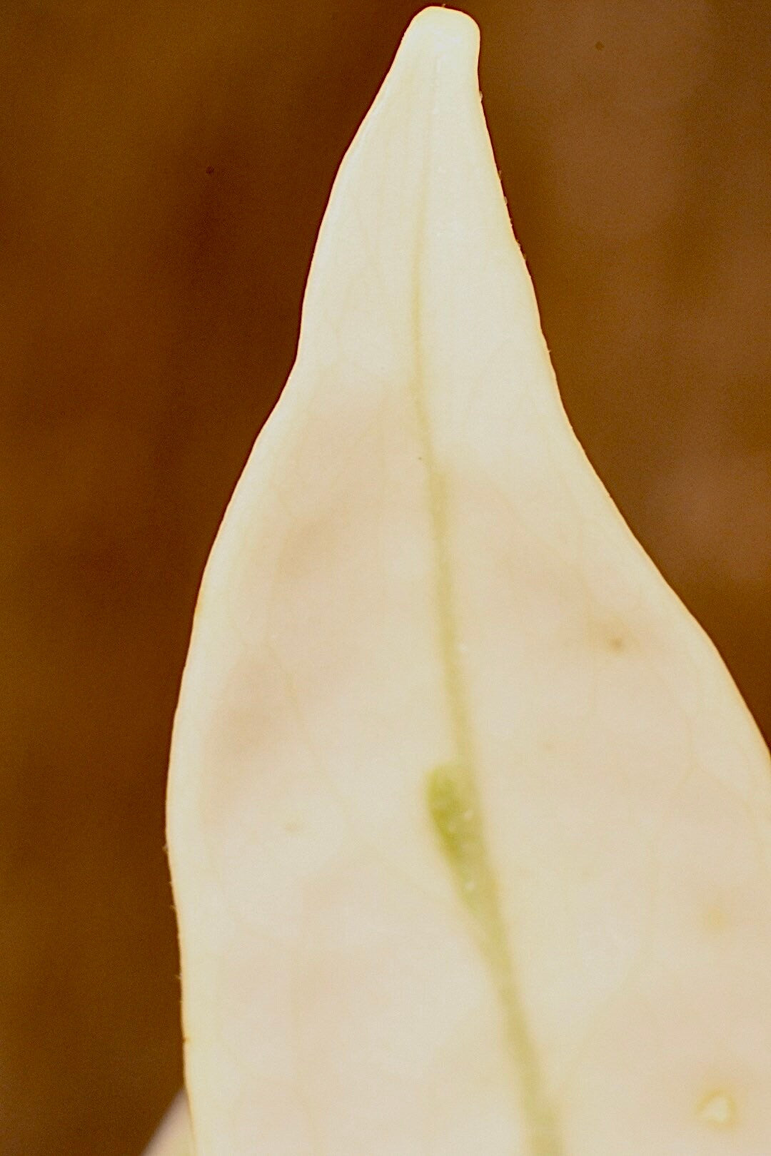 Hoya Carnosa Krimson Queen