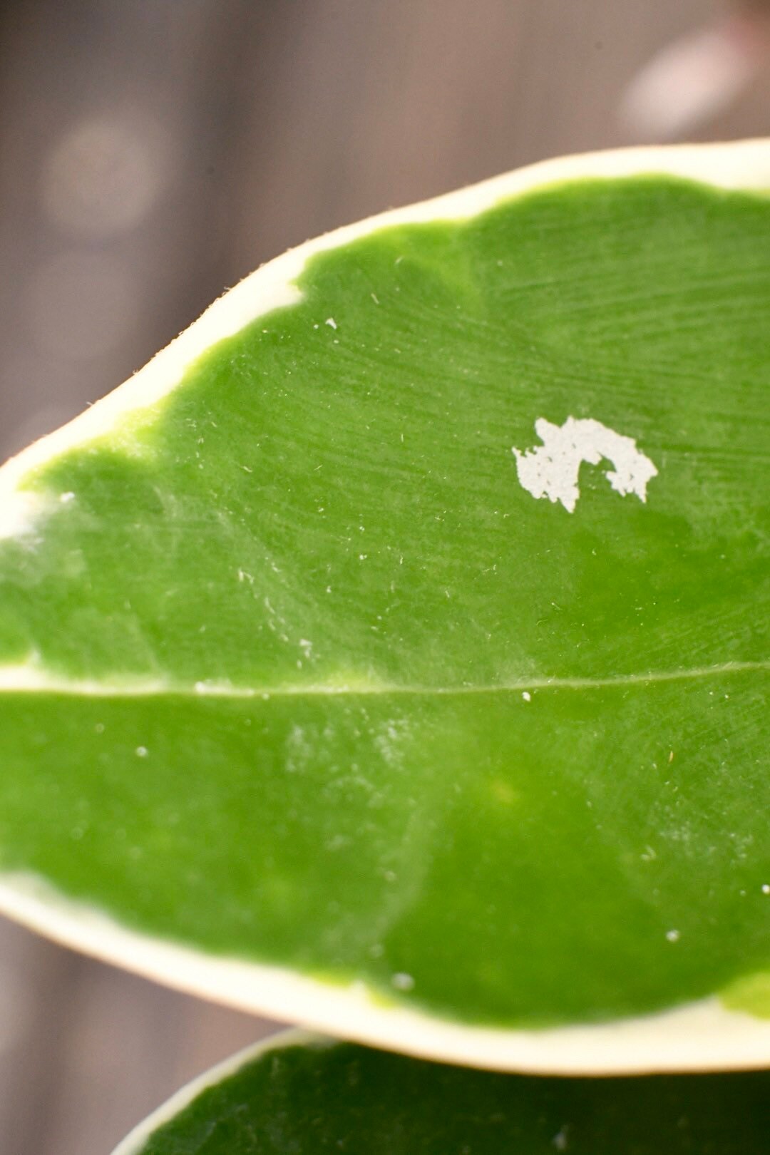 Hoya Carnosa Krimson Queen