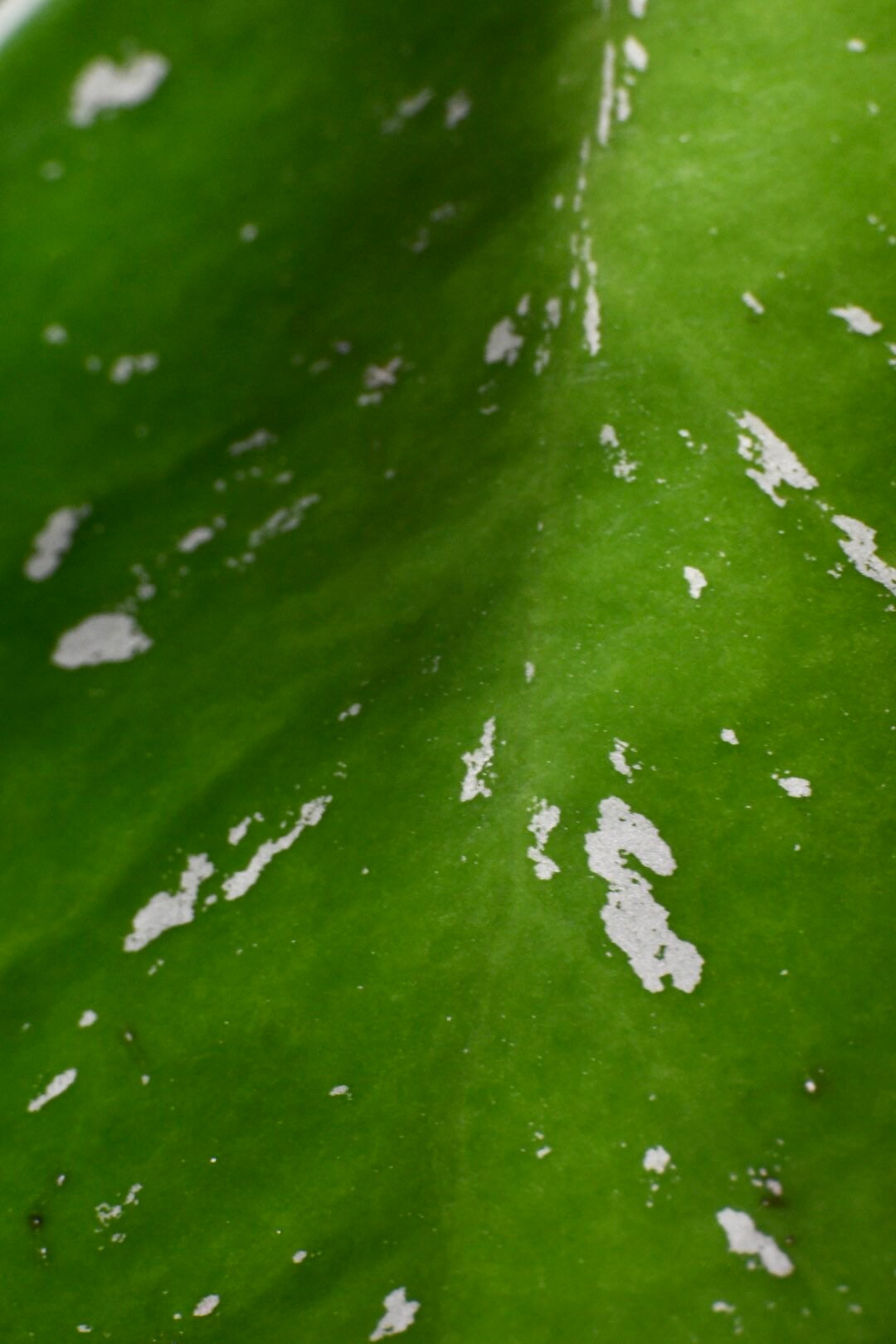 Hoya Obovata Splash