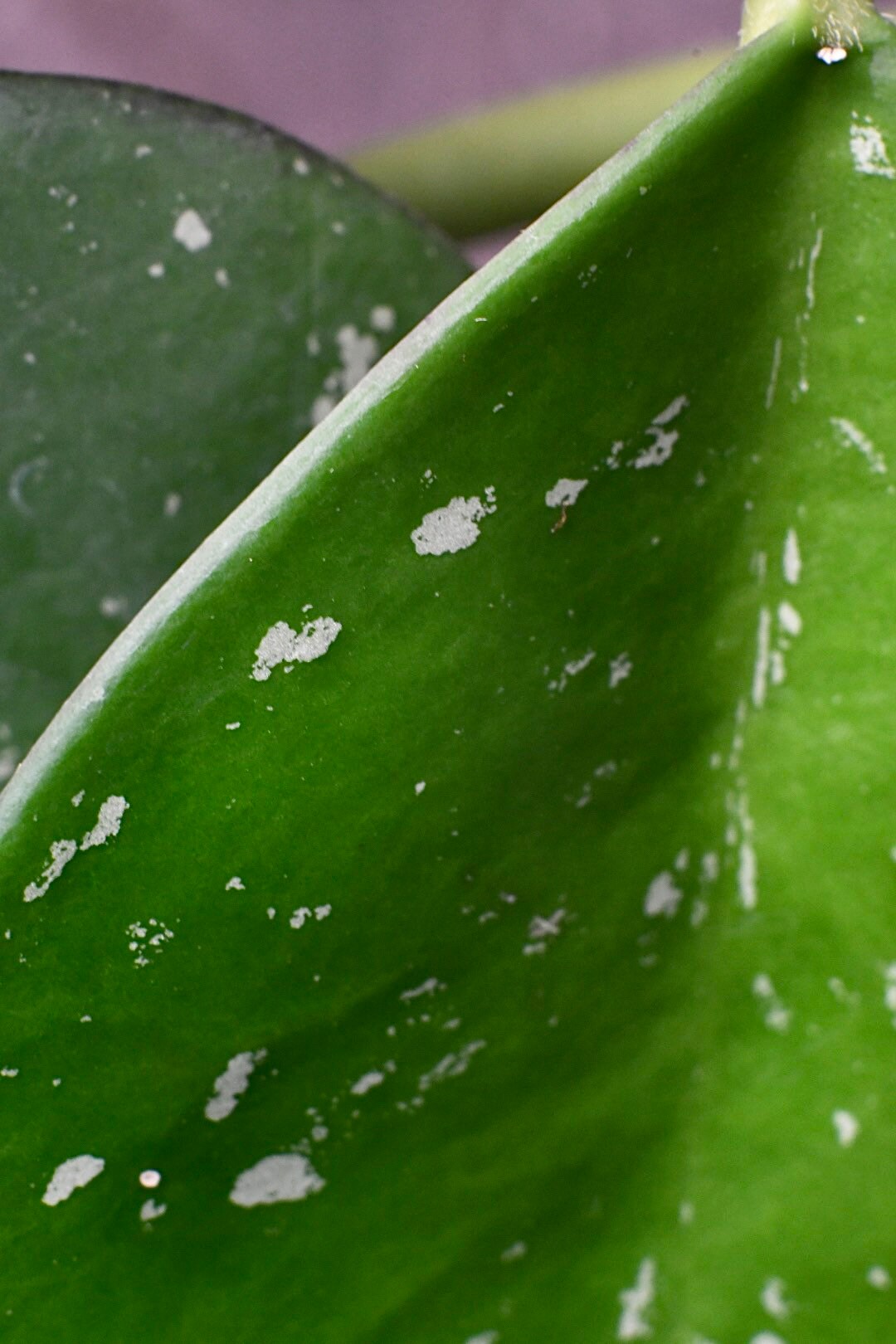 Hoya Obovata Splash