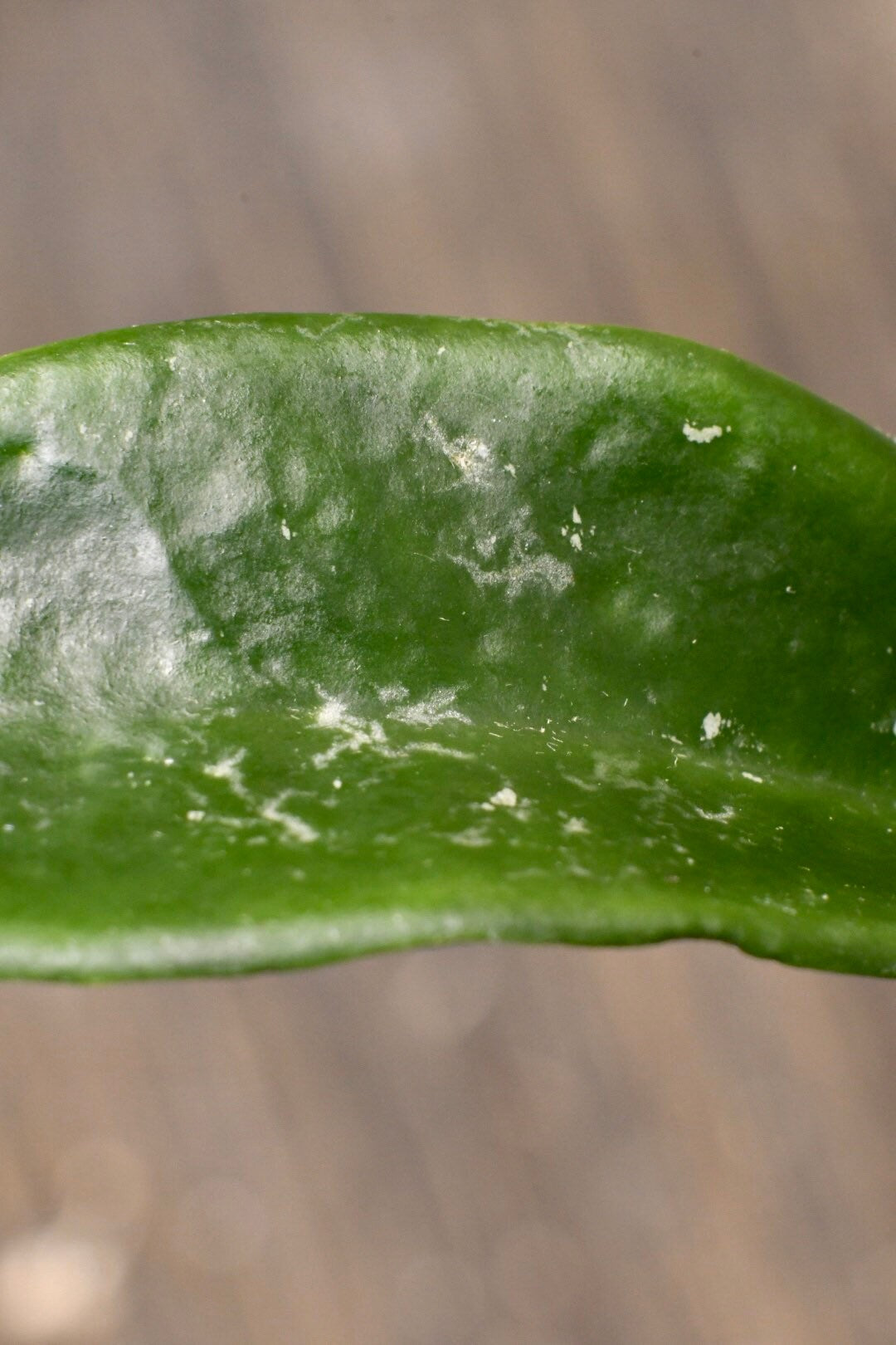 Hoya Carnosa Jade