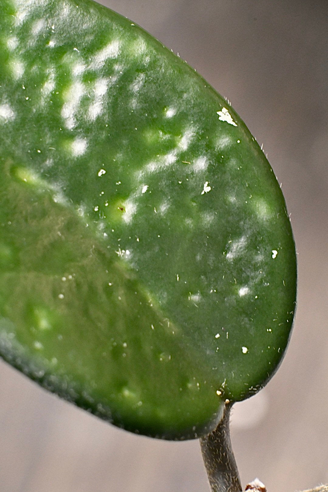 Hoya Carnosa Jade