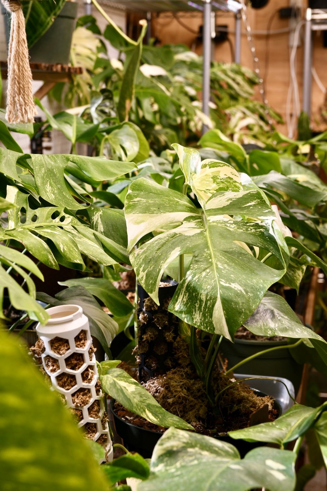 monstera albo walmart Monstera Albo – NurseryRx