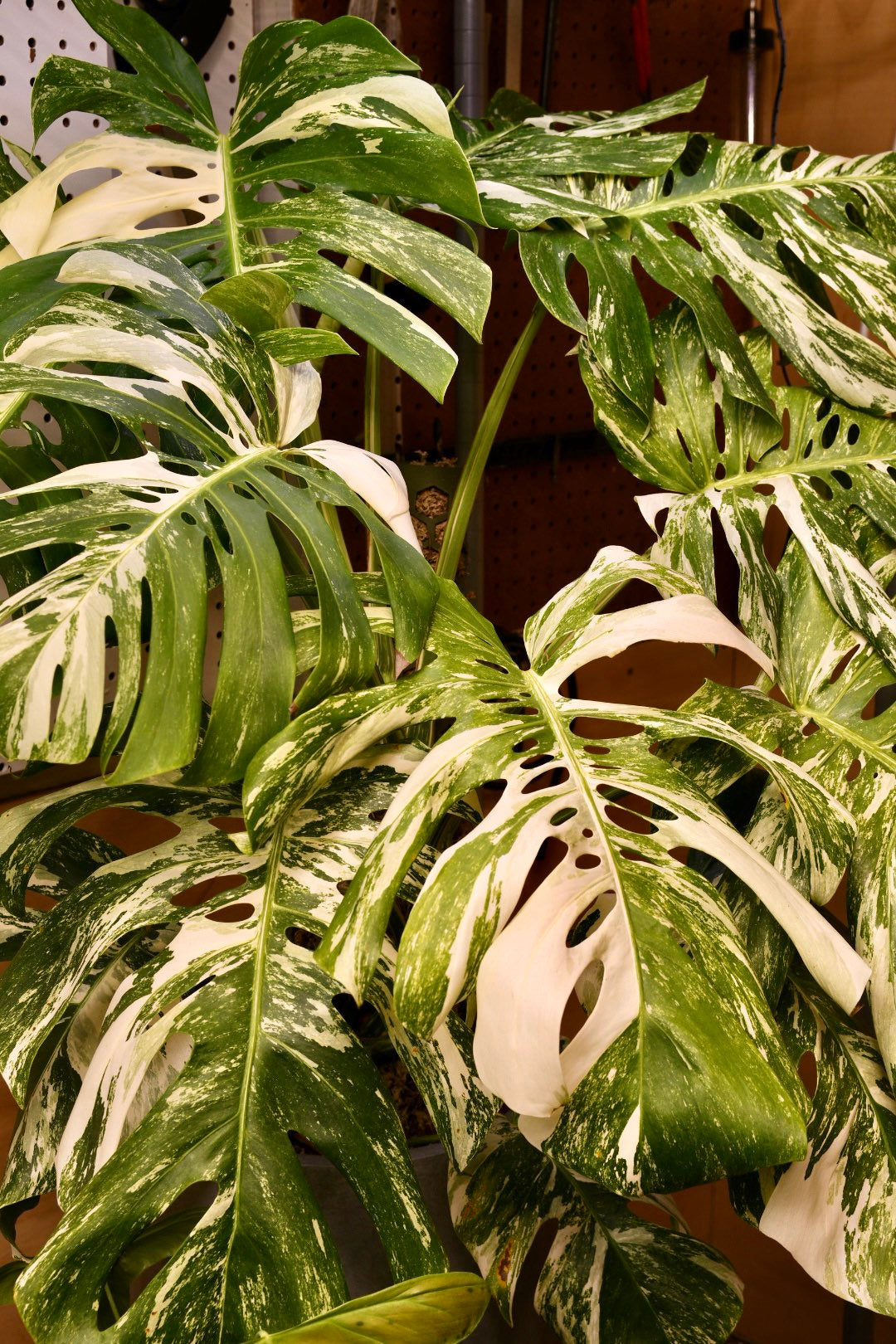 full grown monstera albo borsigiana Monstera Albo – NurseryRx