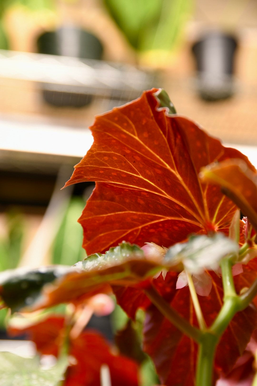 Begonia Dream Lover Angel Wing - Starter Plant Custom Bundle