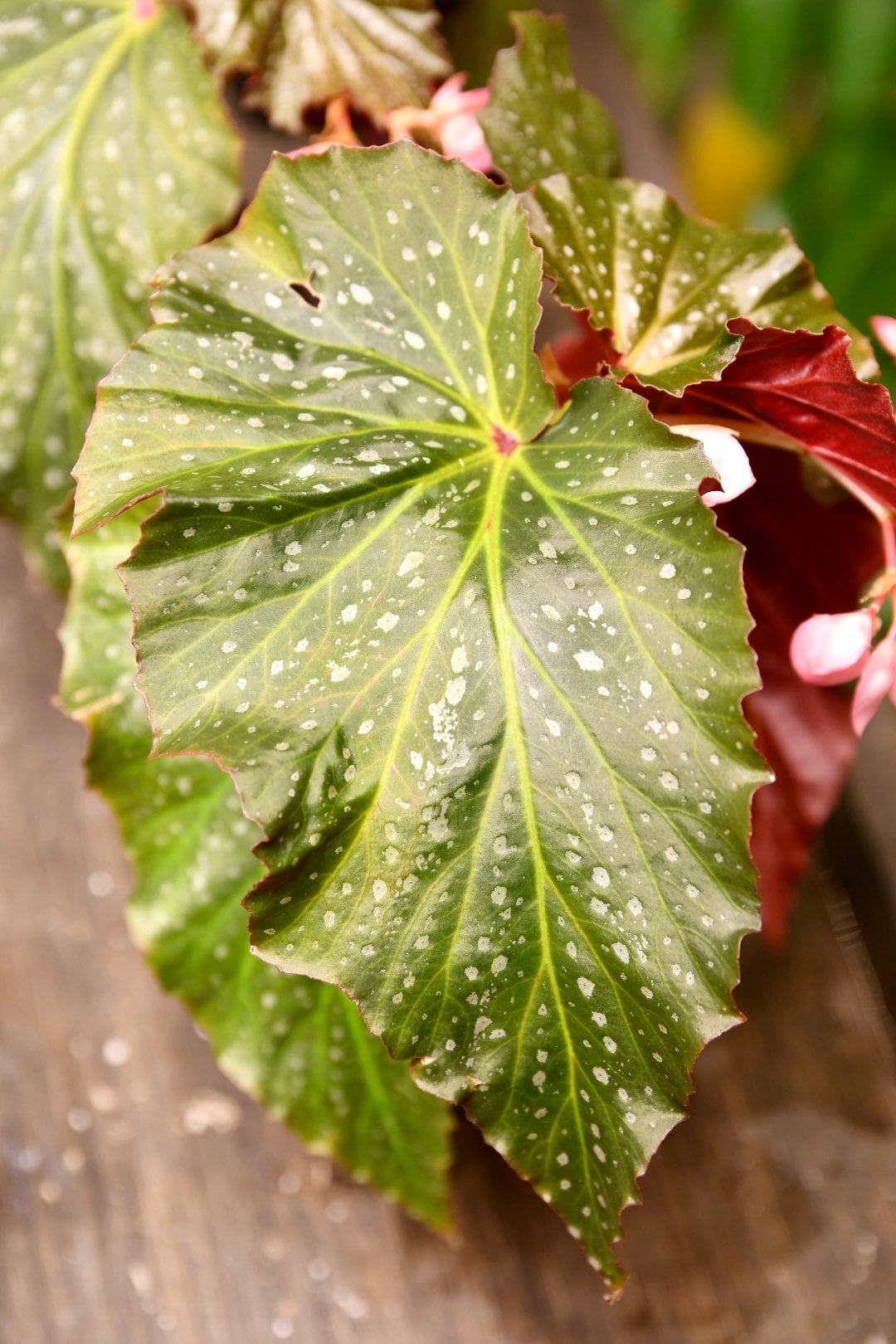 Begonia Dream Lover Angel Wing - Starter Plant Custom Bundle