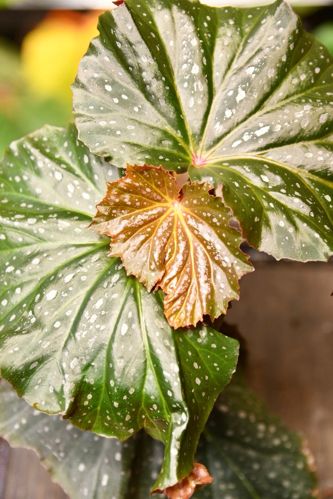 Begonia Dream Lover Angel Wing - Starter Plant Custom Bundle