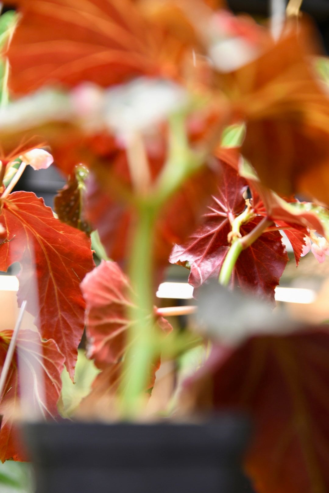 Begonia Dream Lover Angel Wing - Starter Plant Custom Bundle