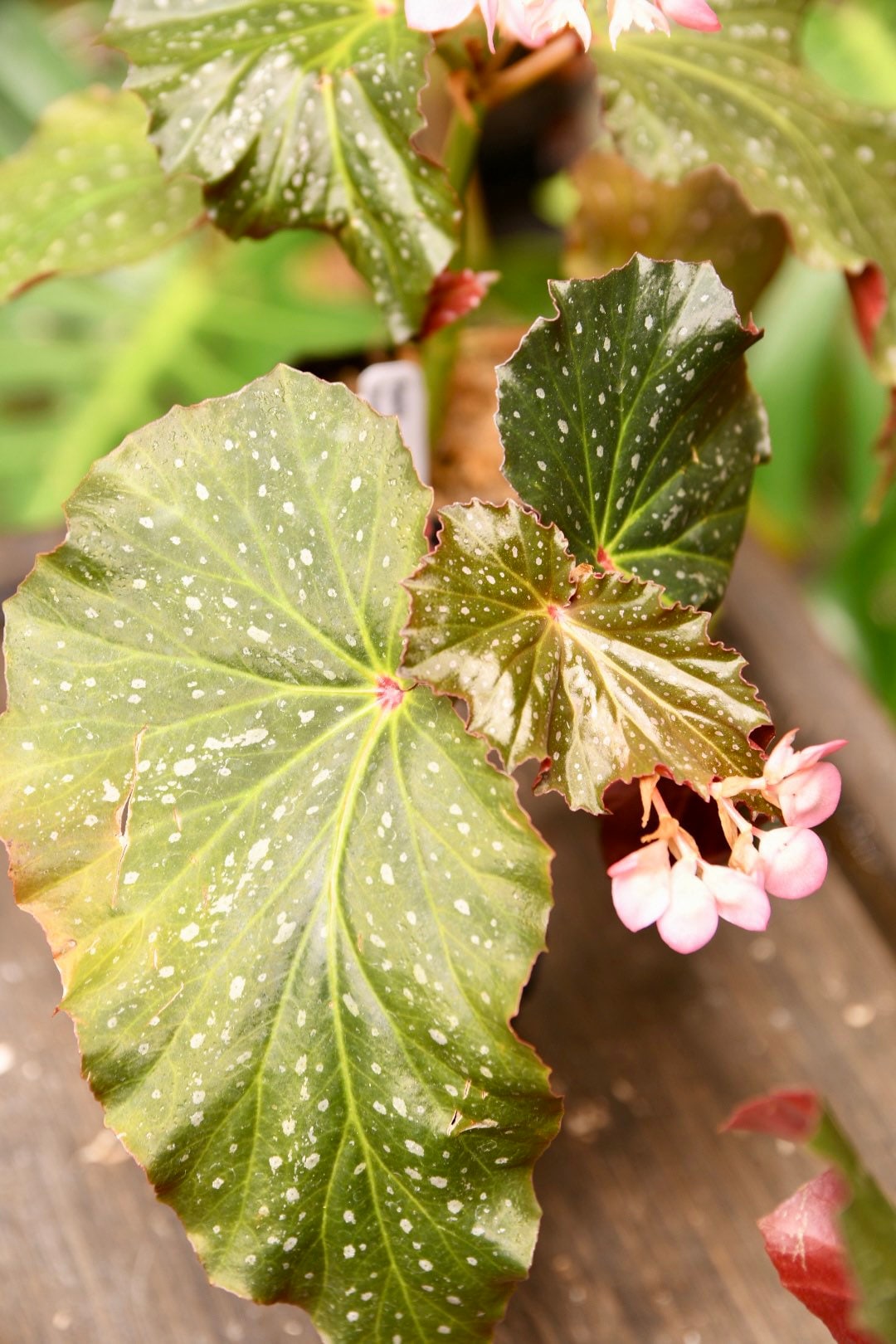 Begonia Dream Lover Angel Wing - Starter Plant Custom Bundle