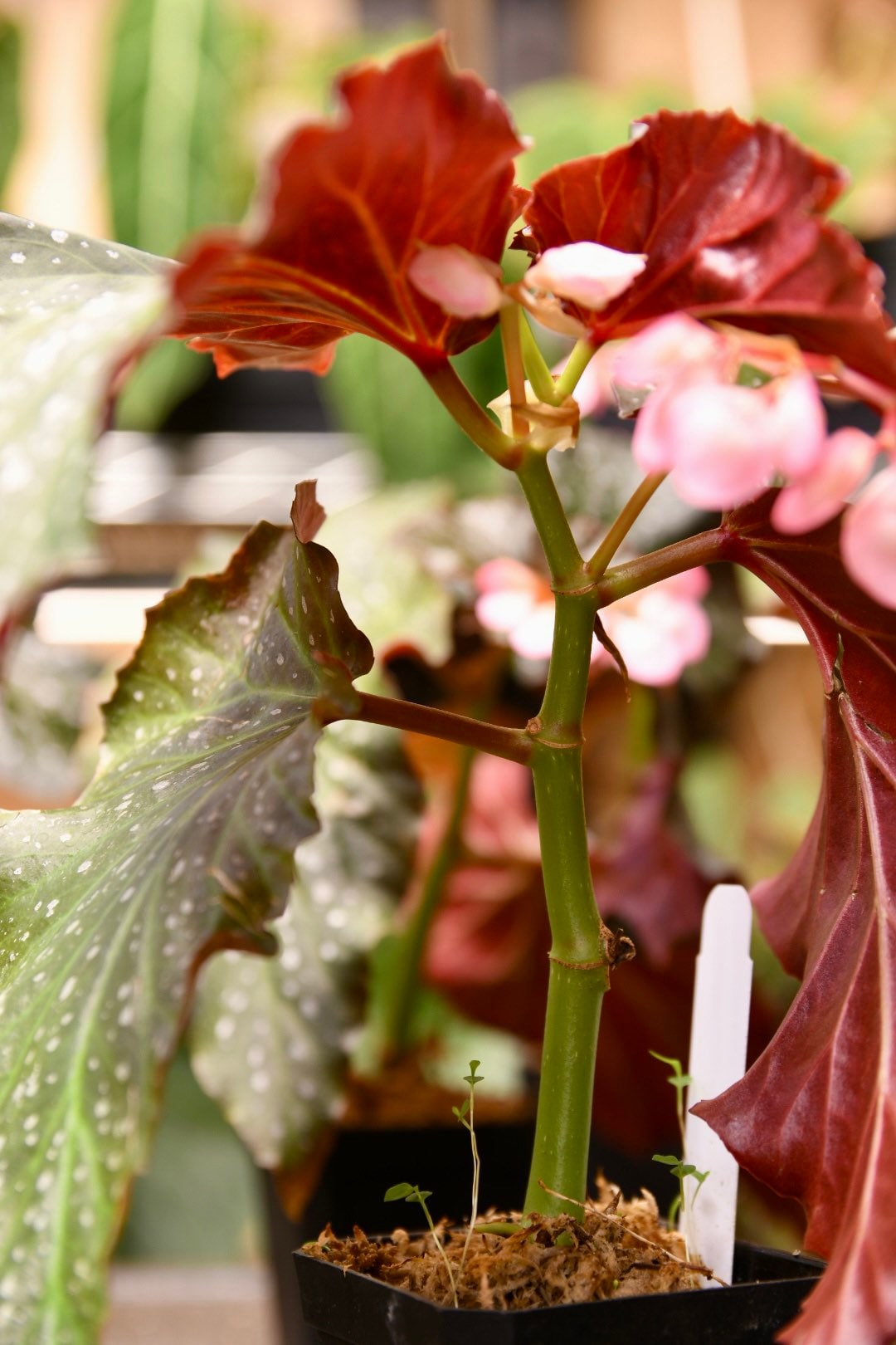 Begonia Dream Lover Angel Wing - Starter Plant Custom Bundle