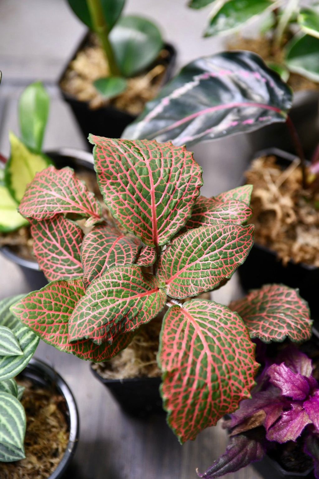 Pet Friendly Houseplant Bundle