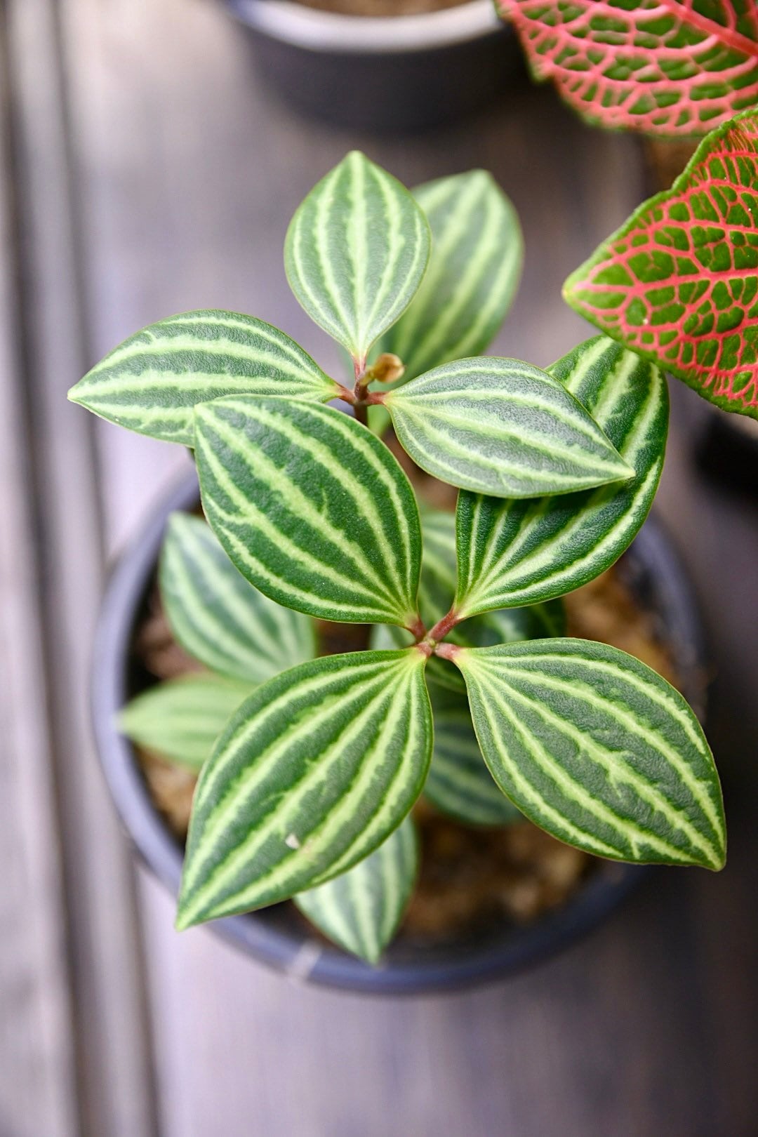 Pet Friendly Houseplant Bundle