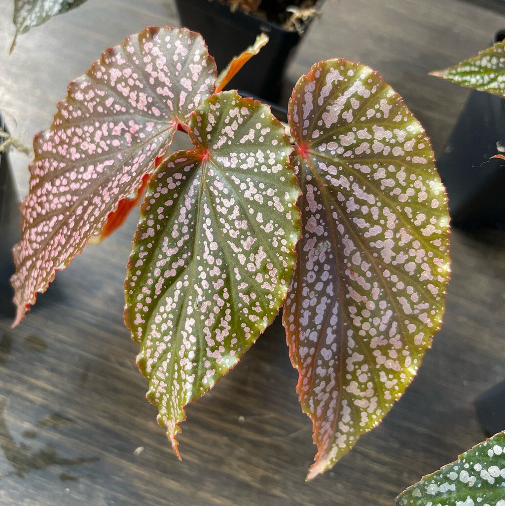 Begonia Benigo