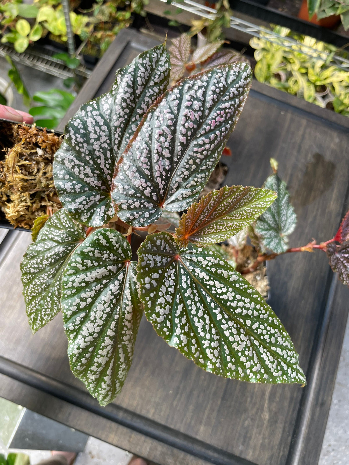 Begonia Benigo