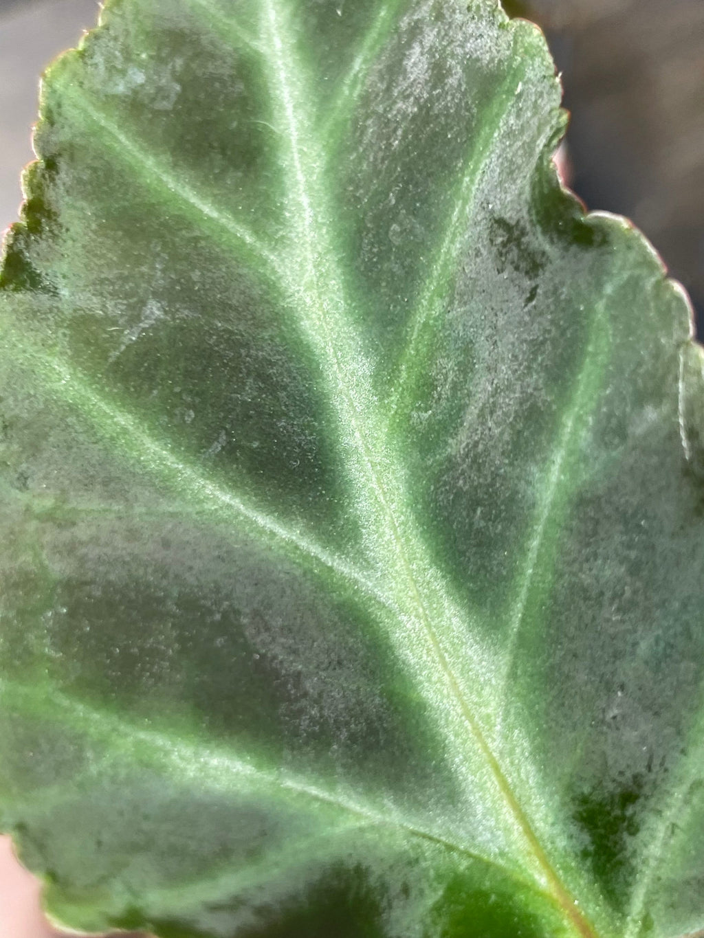Begonia Grey Feather