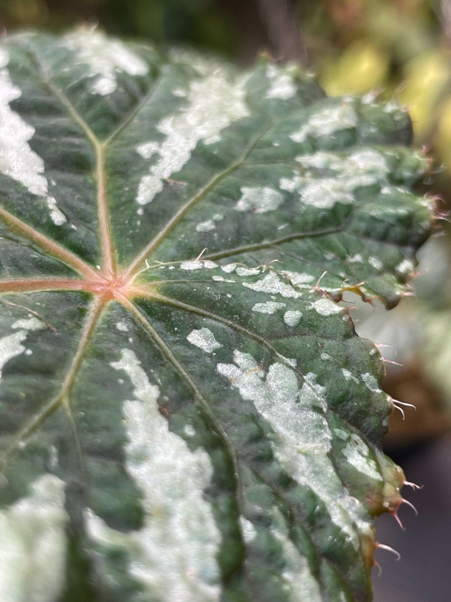 Begonia Freda