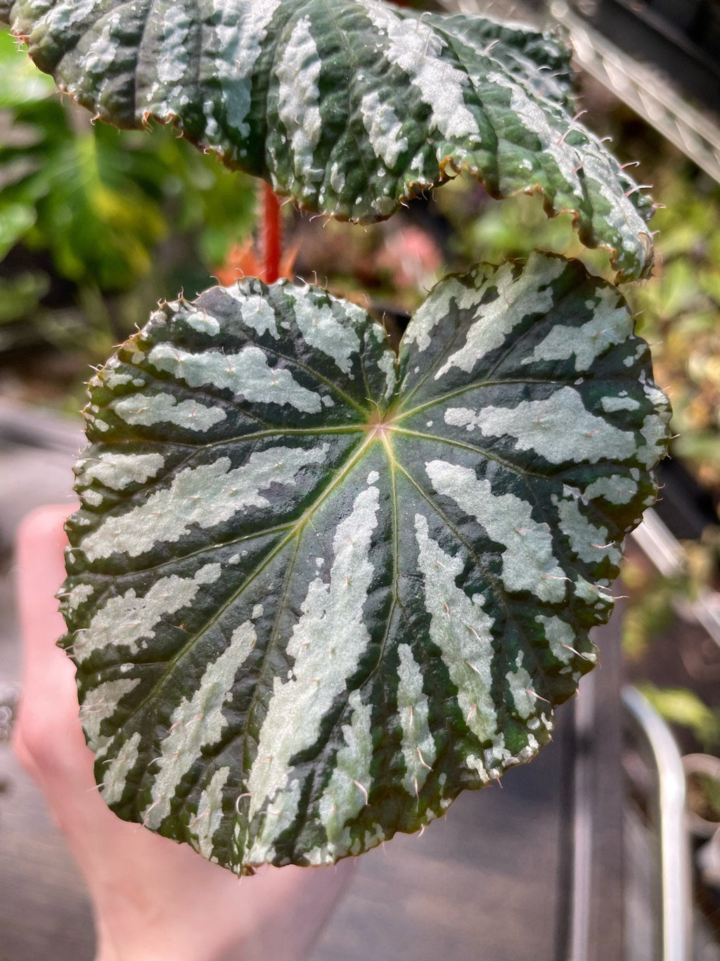 Begonia Freda