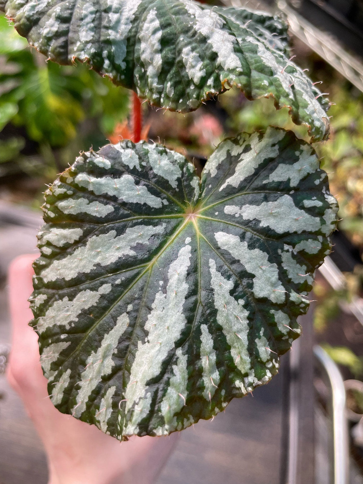 Begonia Freda