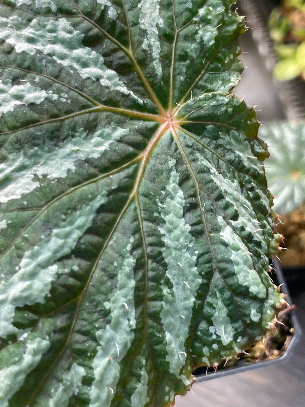 Begonia Freda