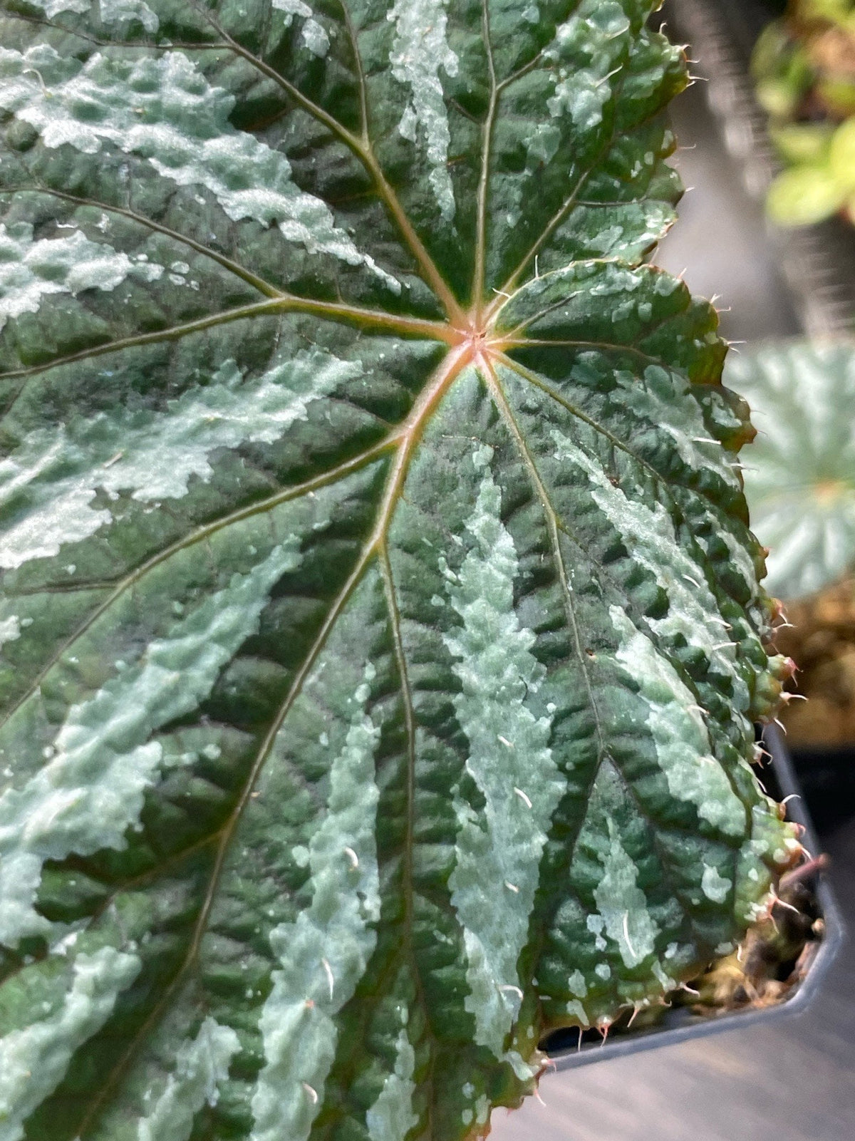 Begonia Freda