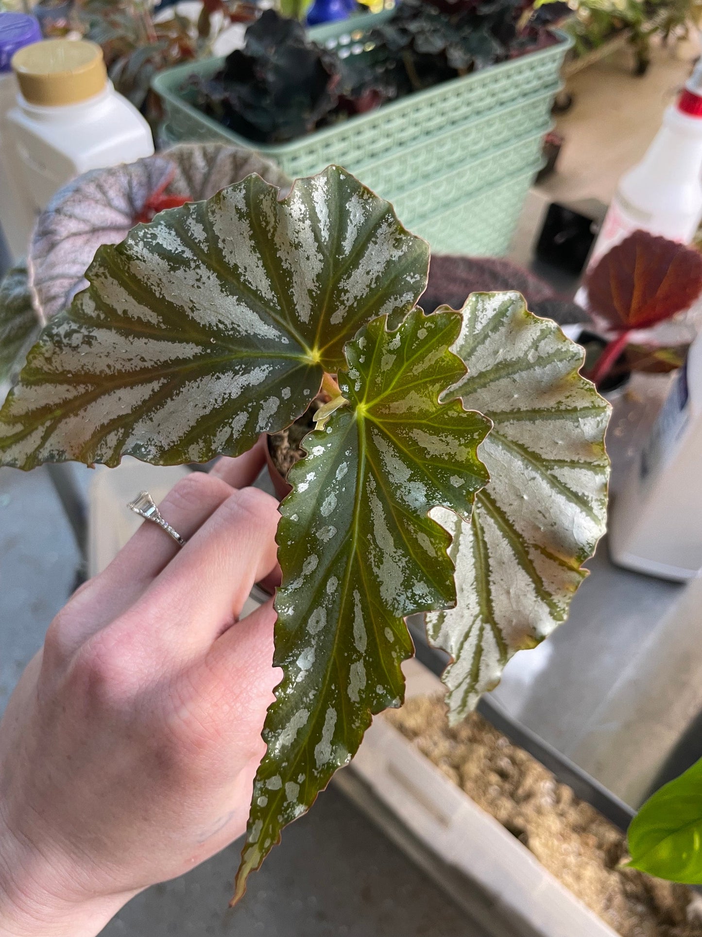 Begonia American River