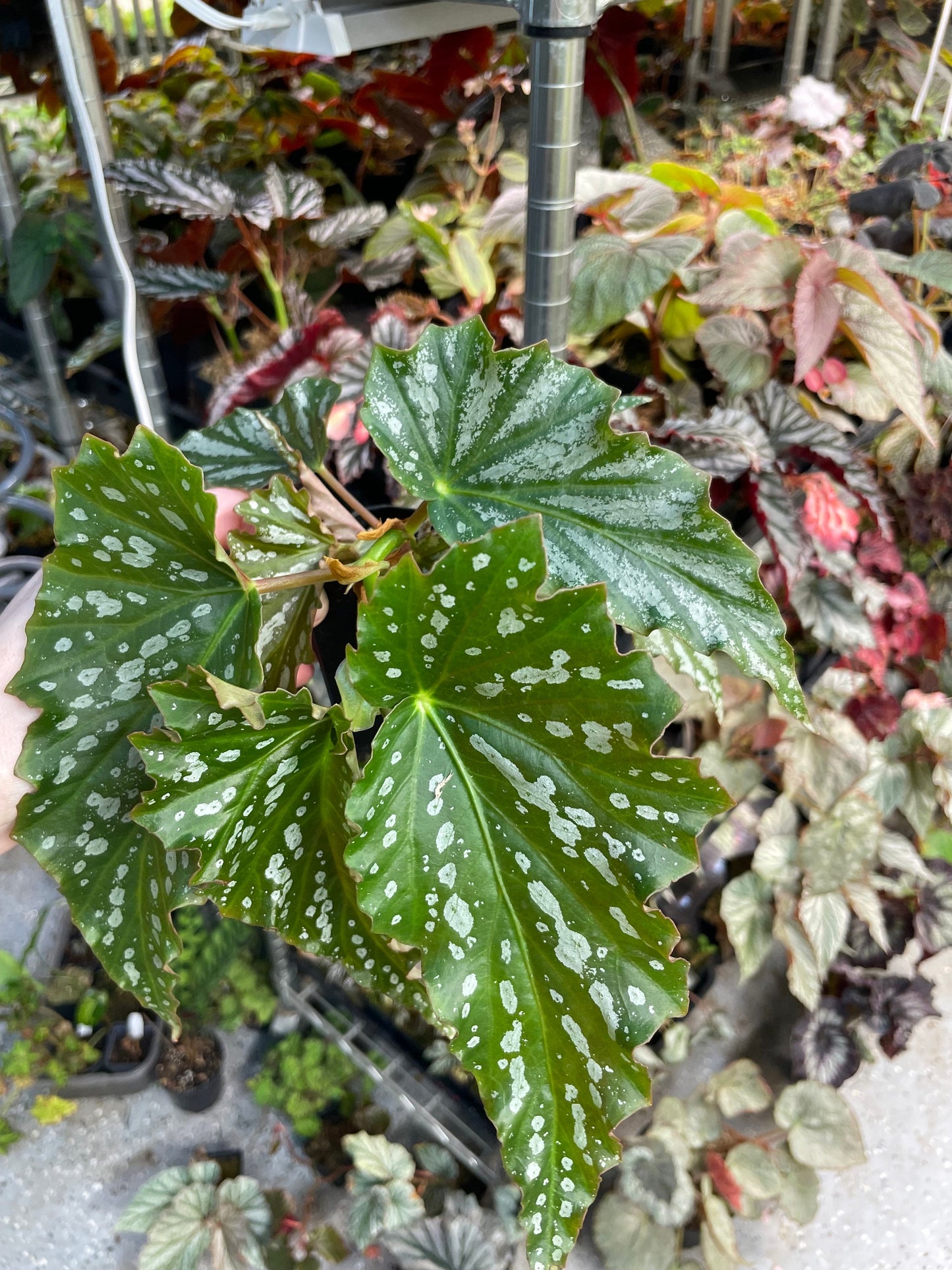 Begonia American River