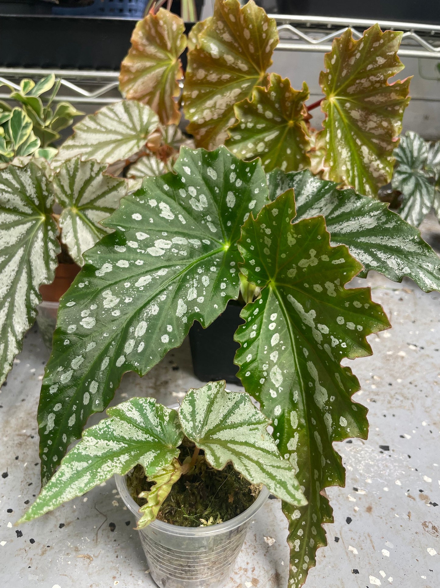 Begonia American River