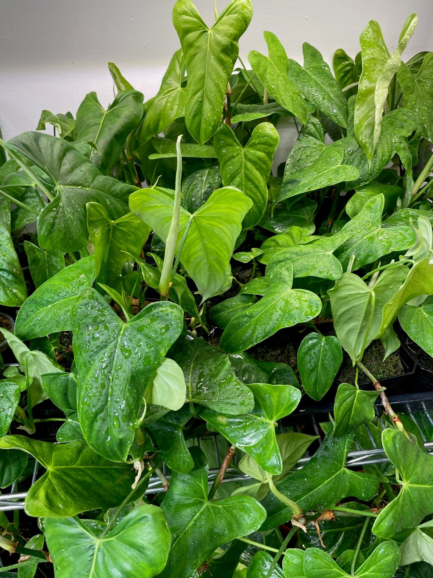 philodendron oxapapense Philodendron Oxapapense Small – NurseryRx