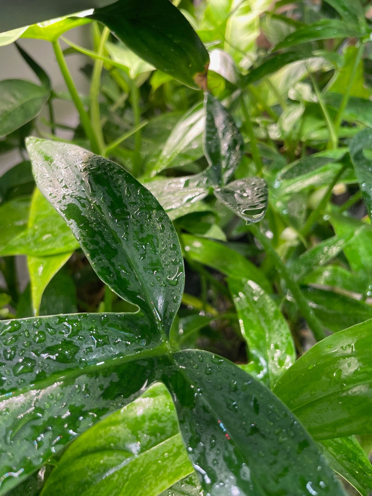 philodendron tripartitum Philodendron Tripartitum Small – NurseryRx